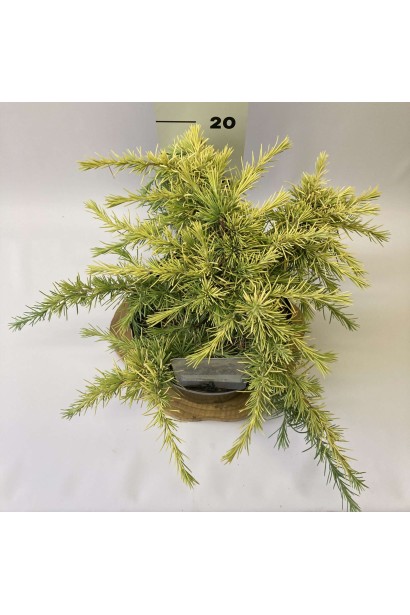 Cedrus deodara Lime Glow